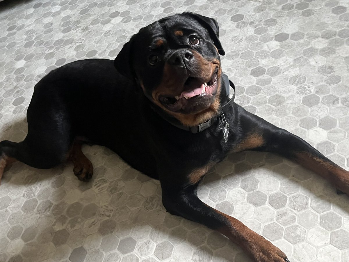 Mistyrants's tweet photo. @AndriaDont99498 She’s my baby bear and gets misgendered all the time. 🤣 https://t.co/lBjGNaMUAD