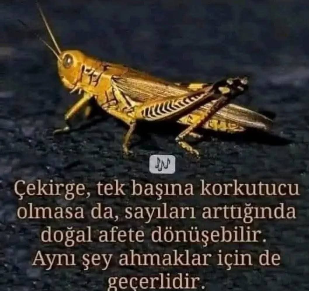 totemcihaluk's tweet photo. Altına üstüne sağına soluna imzamı attım.. https://t.co/EJkeMWuQC5