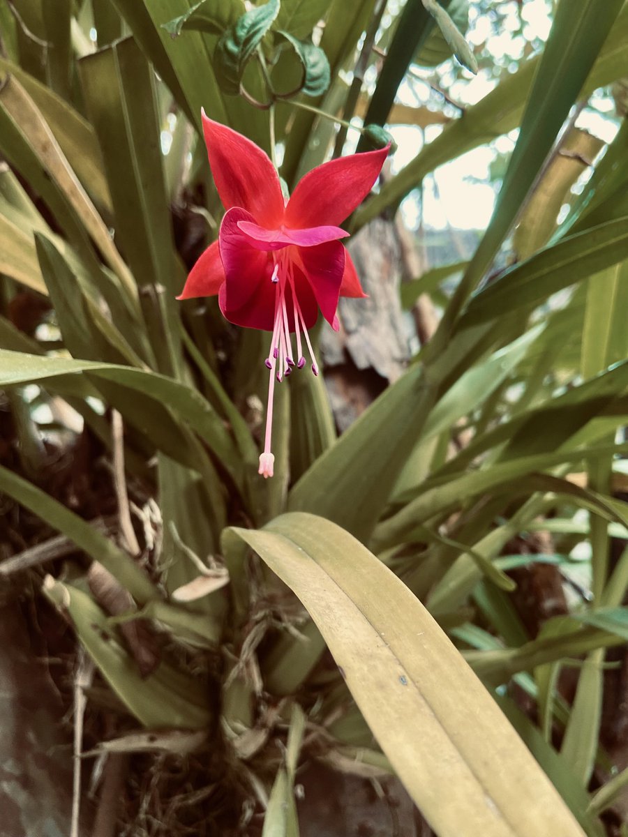 meztdelaire's tweet photo. Del jardín de mi mom.
#MemoriaVisual https://t.co/IW56REoU2i
