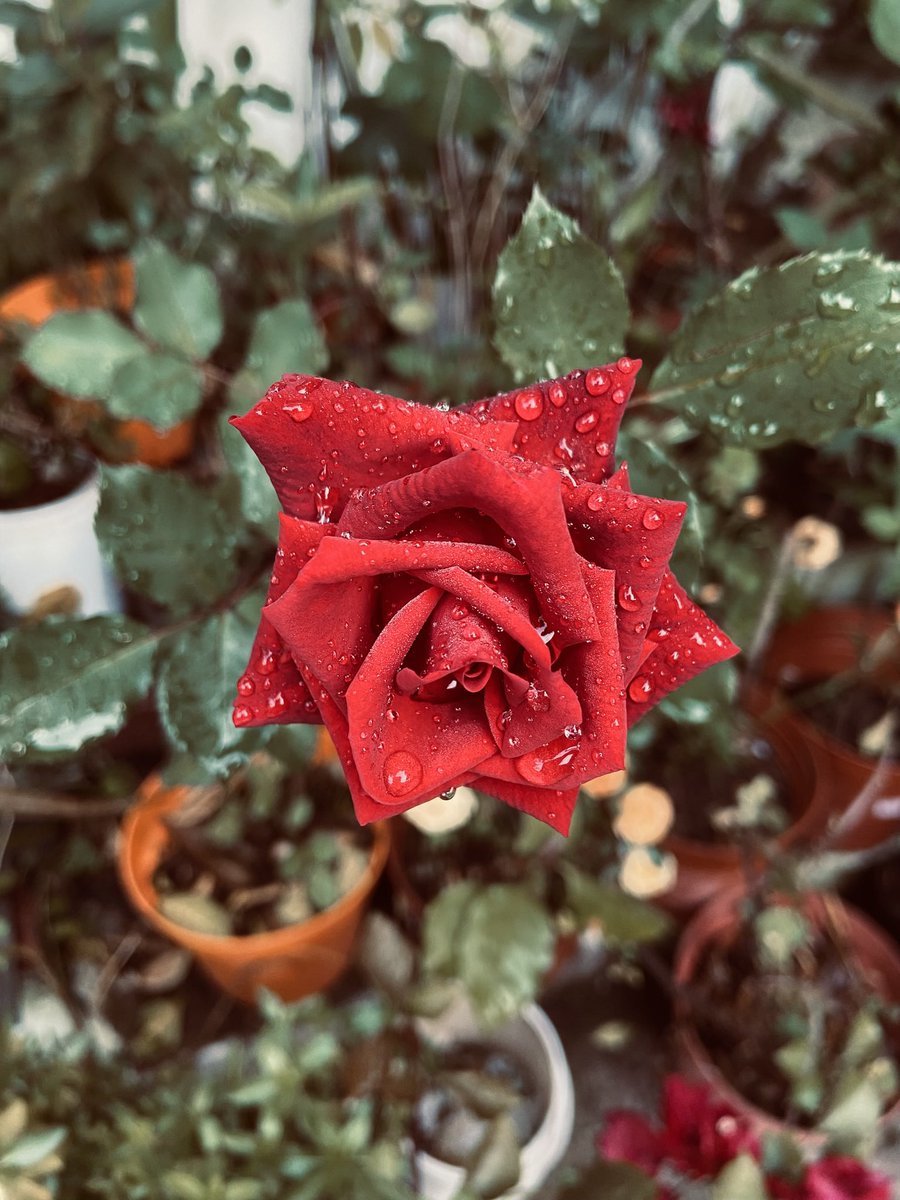 meztdelaire's tweet photo. Del jardín de mi mom.
#MemoriaVisual https://t.co/IW56REoU2i