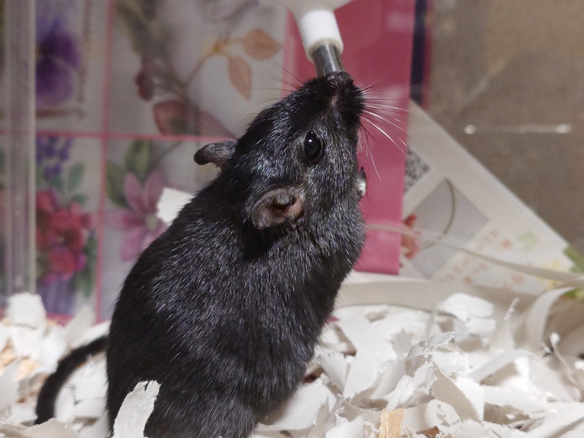 おはようございます

お水飲も〜

#スナネズミ