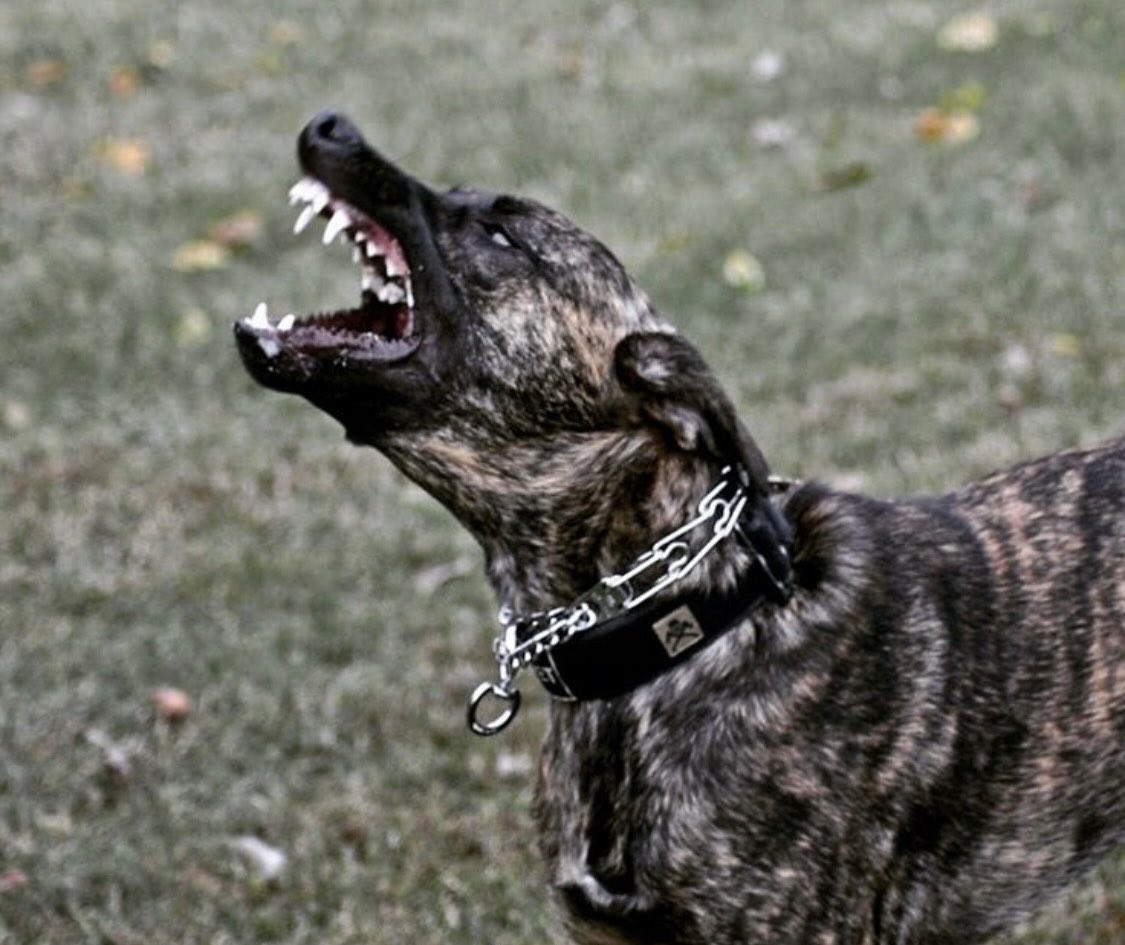 taderbean1's tweet photo. @its_The_Dr Where there are Muslims you need a dog like this, a well trained Belgium, Malinois!
Just think how many would be alive and unharmed if they always walked with a fierce dog. Or you could walk with a PIG ๐ท that will fix them. #DogsBeforeMuslims https://t.co/ANP1tMIYTY