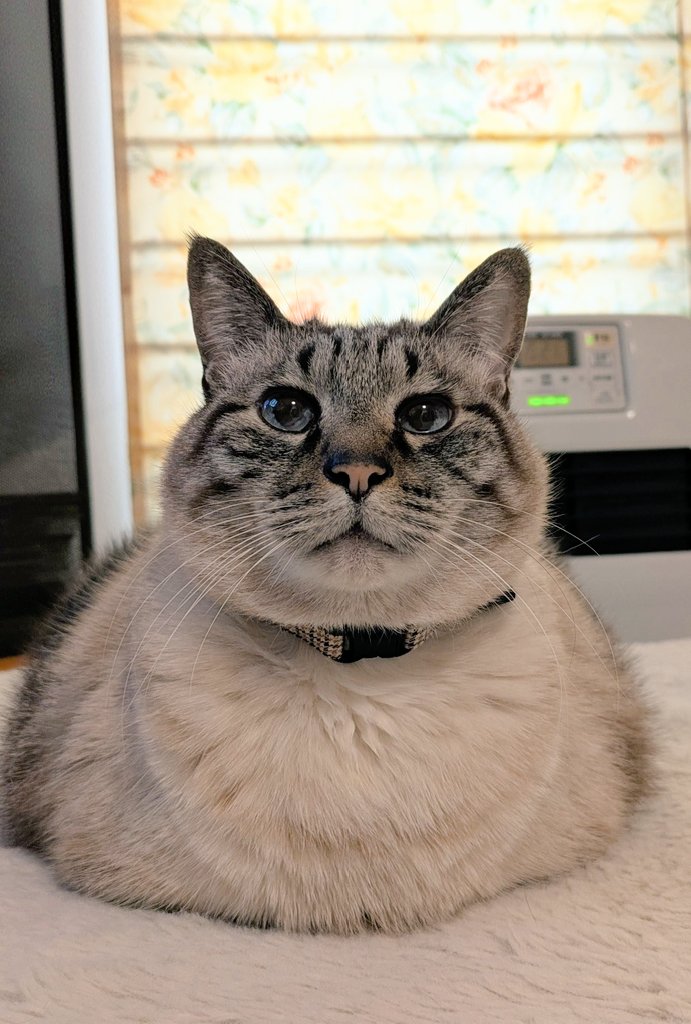 キャット (@4HWYdYFecS71FZn) / Posts / X