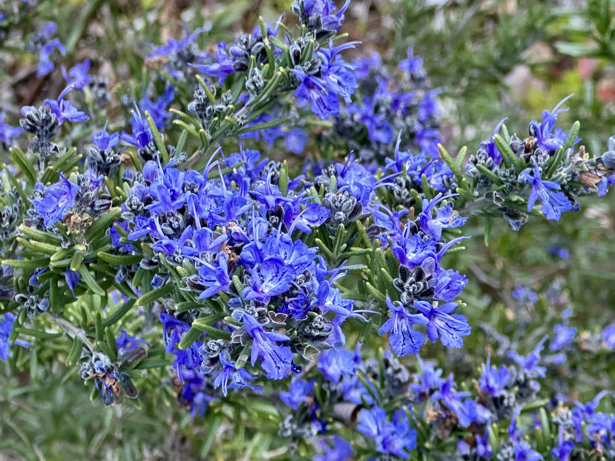 Cloudsailor / 星羅の一日一花 (@sjyszm) / Posts / X