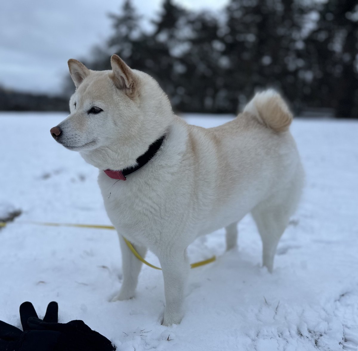 mi_macek's tweet photo. #YukiCreamShiba Yuki = Snow https://t.co/djSSTDWUzw