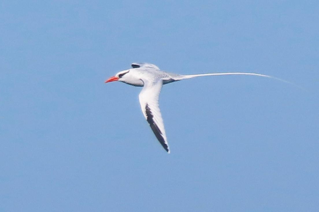 NoahBai14527125's tweet photo. Incredible to see two Red-billed Tropicbirds on Fuerteventura today: what a bird! Not often that displaying Houbara Bustards take second place on a day on Fuerteventura https://t.co/NwjMAd4OAB