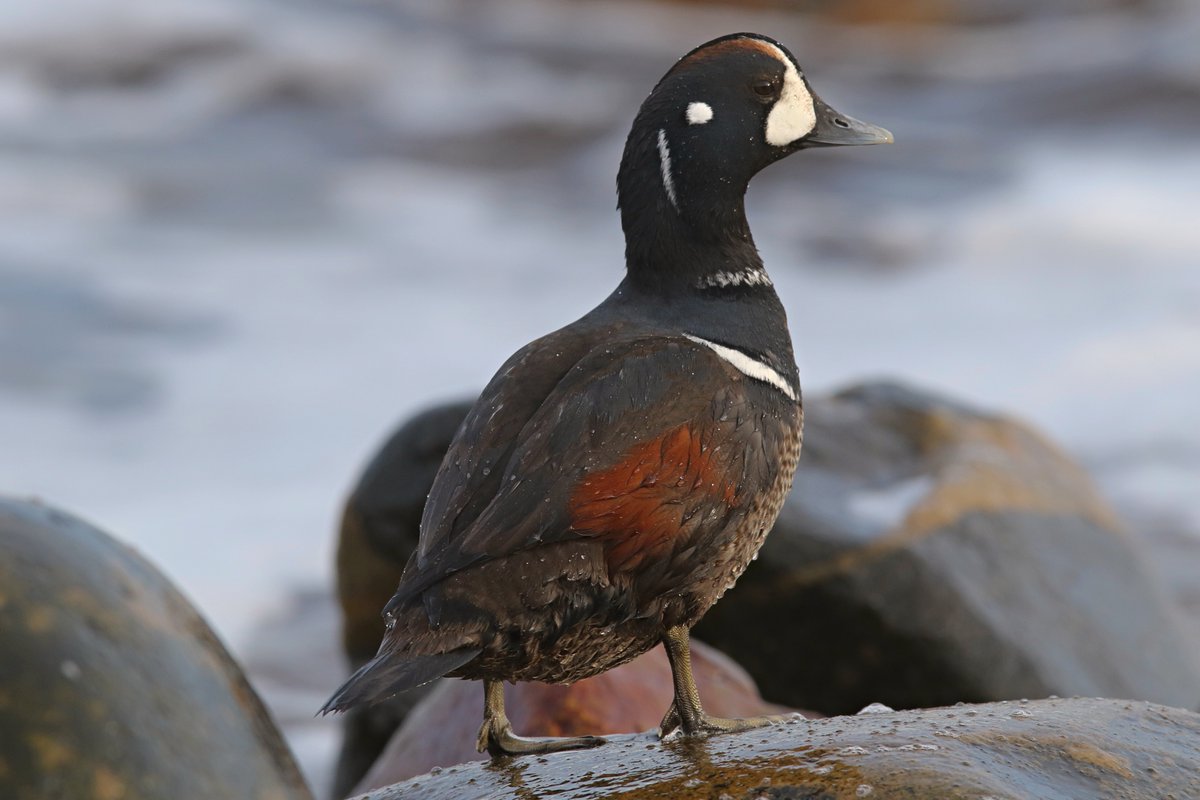 Rich Bonser tweet media