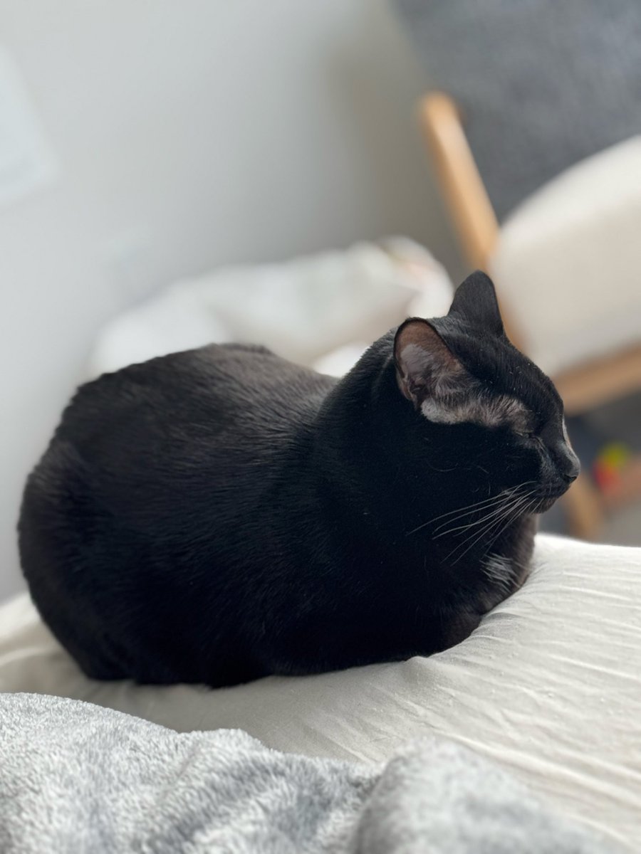 Mongee Sr. tweet media