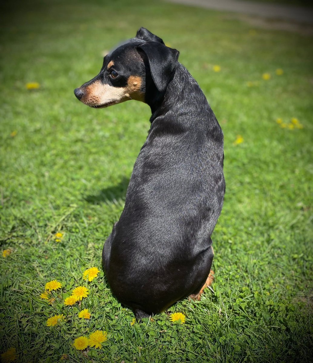 SteelHide Smitty🌈Wess🌈Chester🌈Kimber Josie tweet media