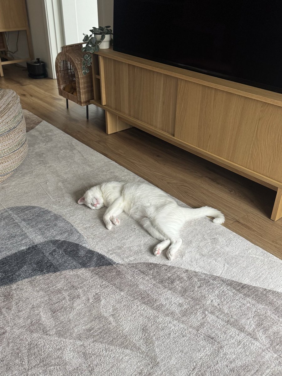 Mongee Sr. tweet media