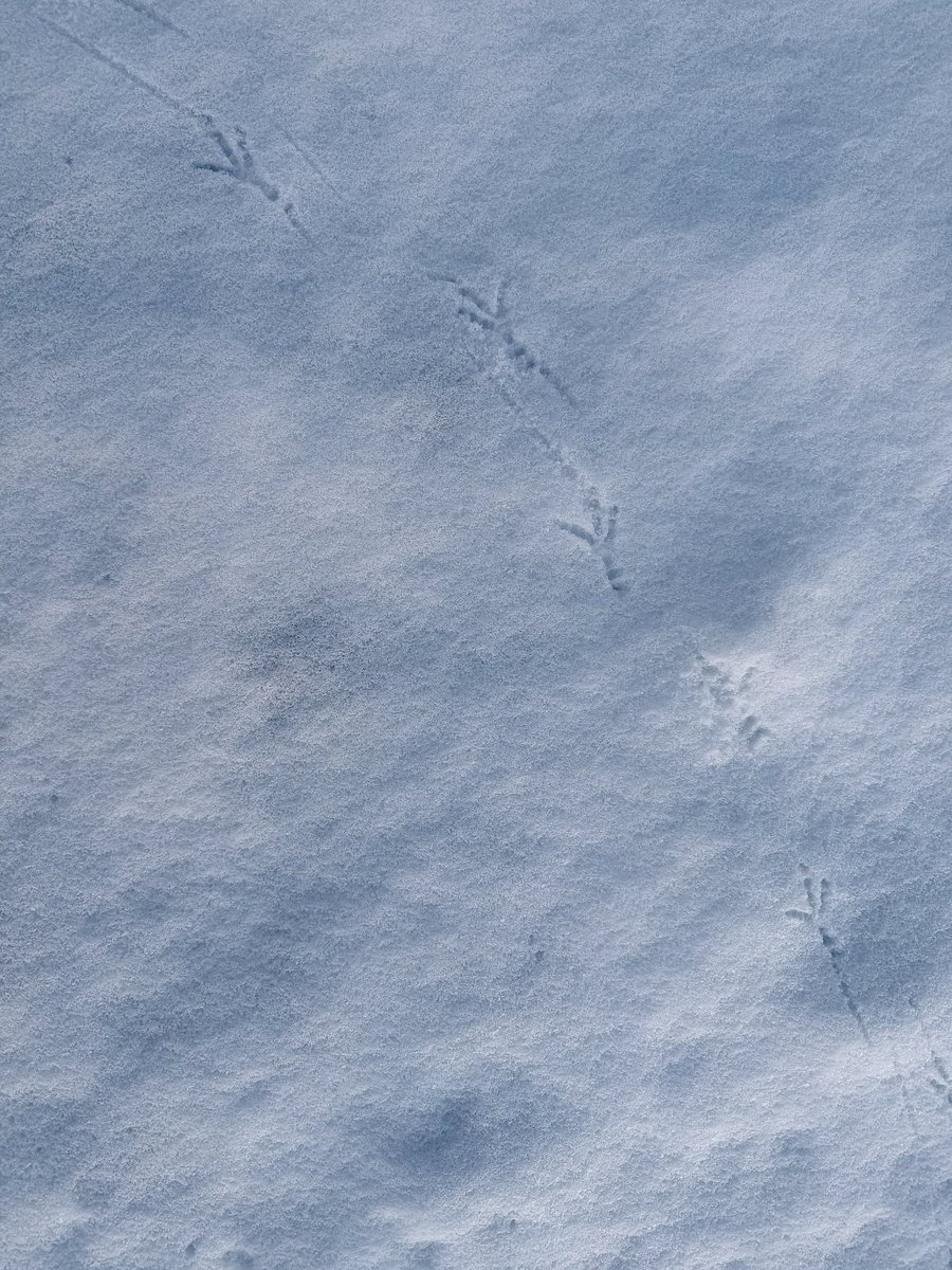 Natsuho Yamanaka tweet media