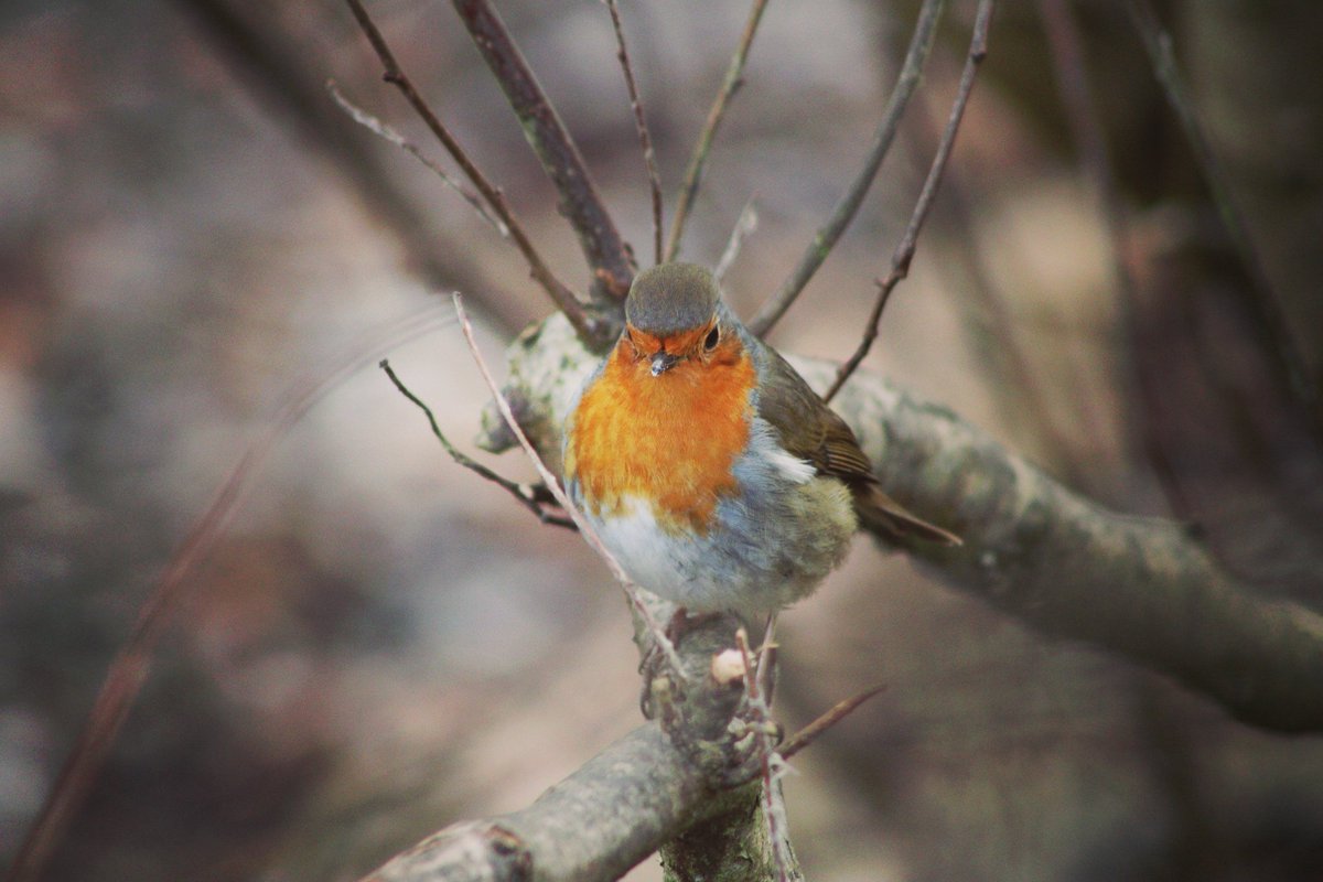 SnappyCapture's tweet photo. A little robin stealing the show at Whitlingham Country Park ❤️
So small, so bold, and full of character — a proper moment of joy.
#RobinRedbreast #NatureMagic #Whitlingham https://t.co/AOjrOjo8Bc