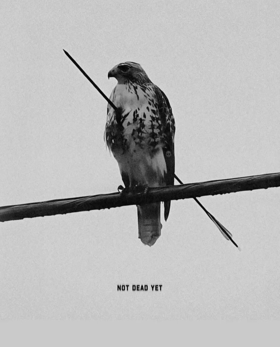 Guts Enjoyer Fren tweet media