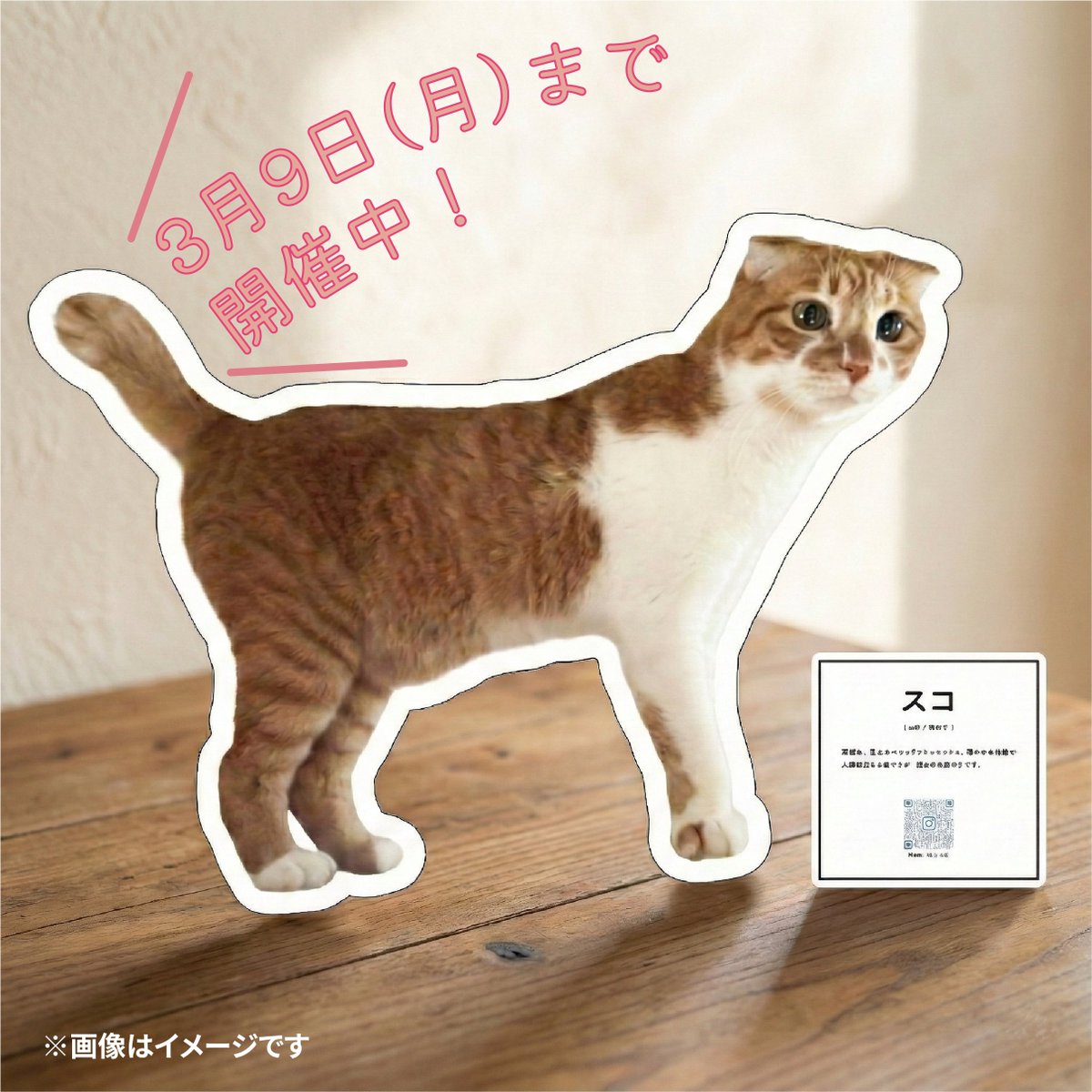 famima_now's tweet photo. ／
保護猫 写真展 開催中🐈
＼
渋谷キャットストリート店に
保護猫たちの実物大パネルが登場！
お買い物ついでに保護猫ちゃんとの
運命の出会いがあるかも…
https://t.co/BkKQ1porxn https://t.co/mi4rwbsbaD