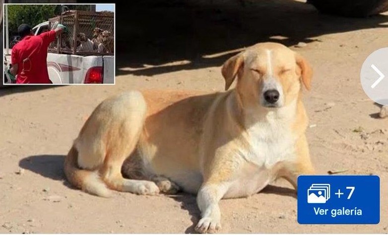 🚨 ÚLTIMA HORA: Marruecos ha matado a tres millones de perros.

- Daily Mail.