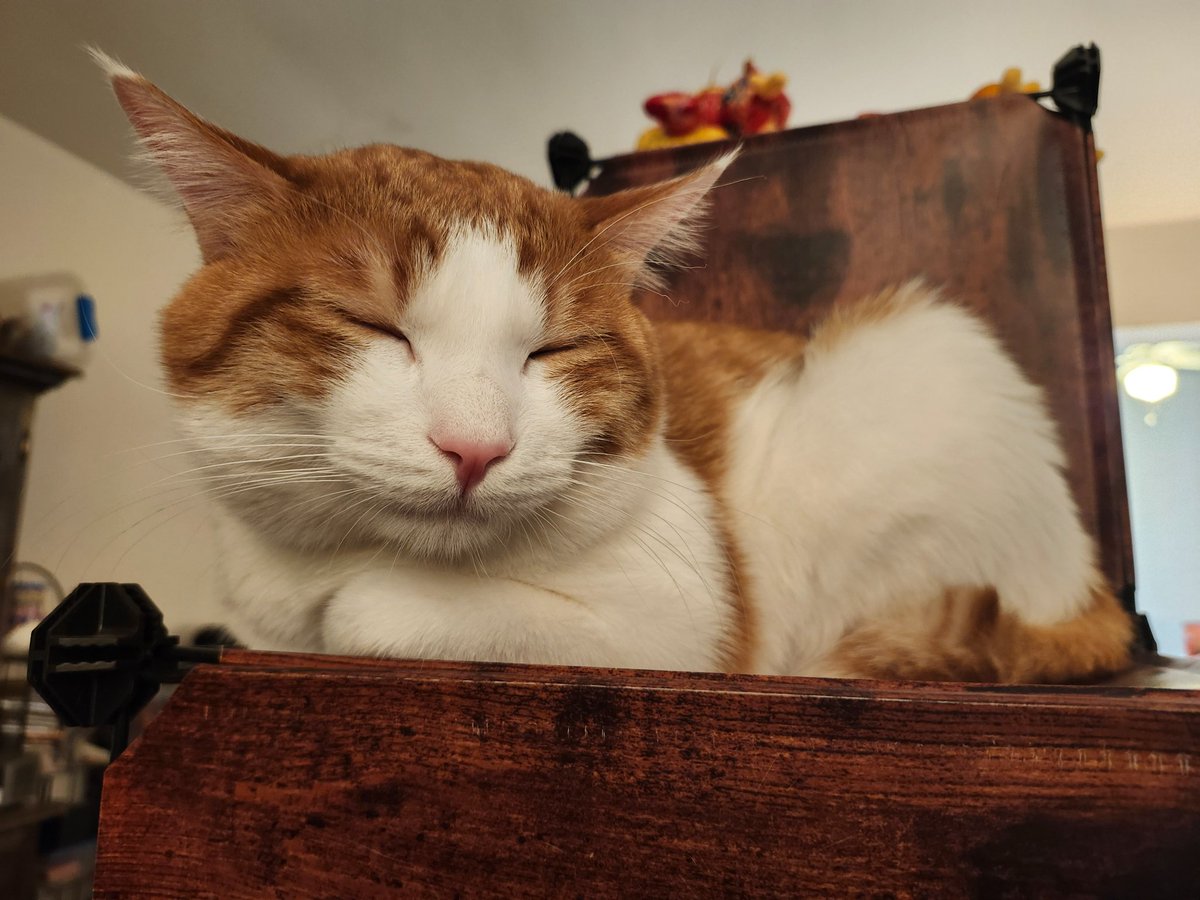 incensethief's tweet photo. The cat is in harmony with his surroundings. https://t.co/w6zNZvokx5