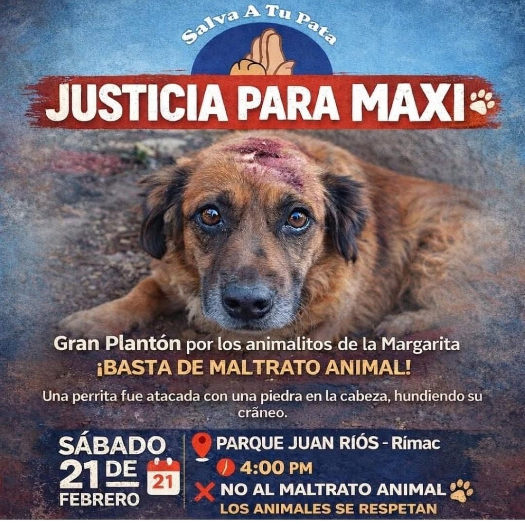 Apoyo con la difusión.Unos energúmenos extranjeros ( v ) le tiraron un piedron en la cabeza a esta angelita mientras dormía. Esta perrita es abandonada y es cuidada por una señora a la que le abandonan animales . Necesitamos apoyo para que se haga justicia y no dañen a los demás