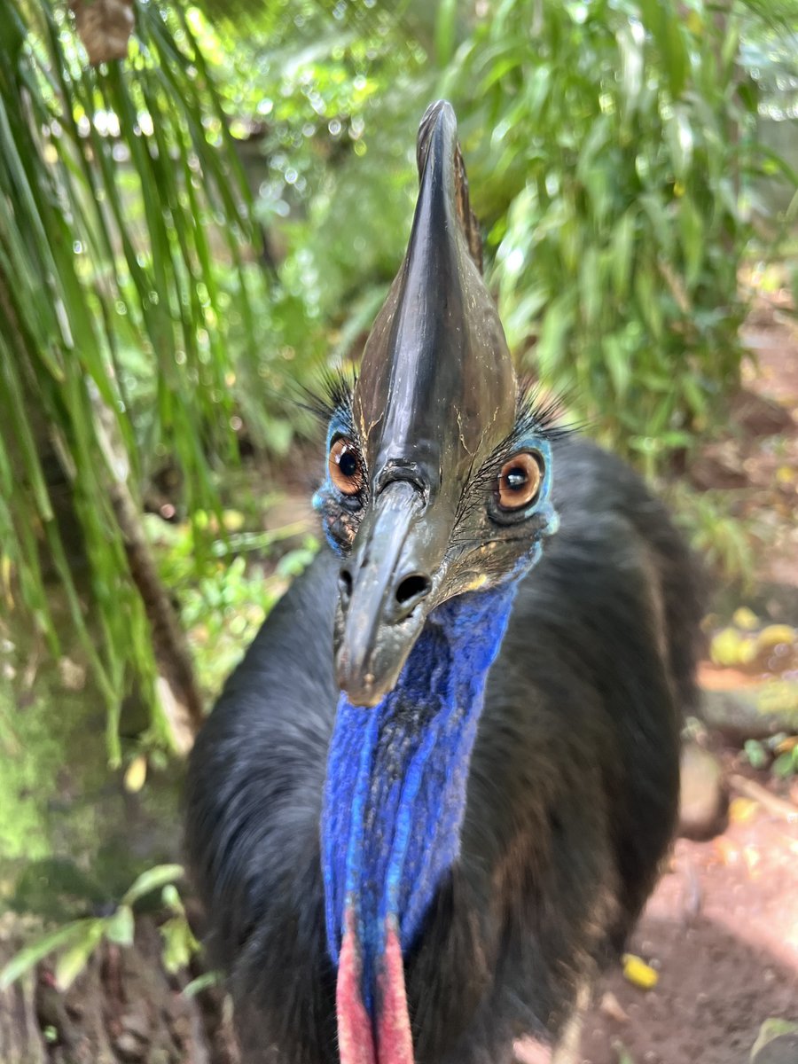 Cairns_JP's tweet photo. ウチの名前はカソワリィ🐧日本語では火喰い鳥🐧
熱帯雨林の守り神・世界で3番目に大きな鳥・世界で一番危険な鳥・絶滅危惧種・小さいころは茶色・ベジタリアン・脚の力がすごい。。。などなどが特徴だよ〜🐧
#オーストラリア
#ケアンズ大好き https://t.co/HoU9hu13YX