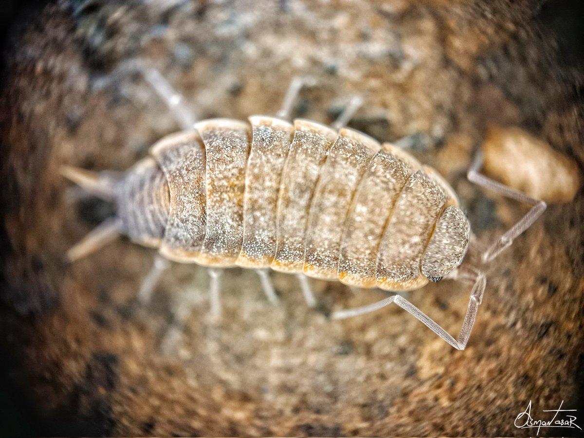 Doğanın geri dönüşüm uzmanı:Tespih Böceği #Diyarbakır #amed #animal #belgesel #Micro #makro