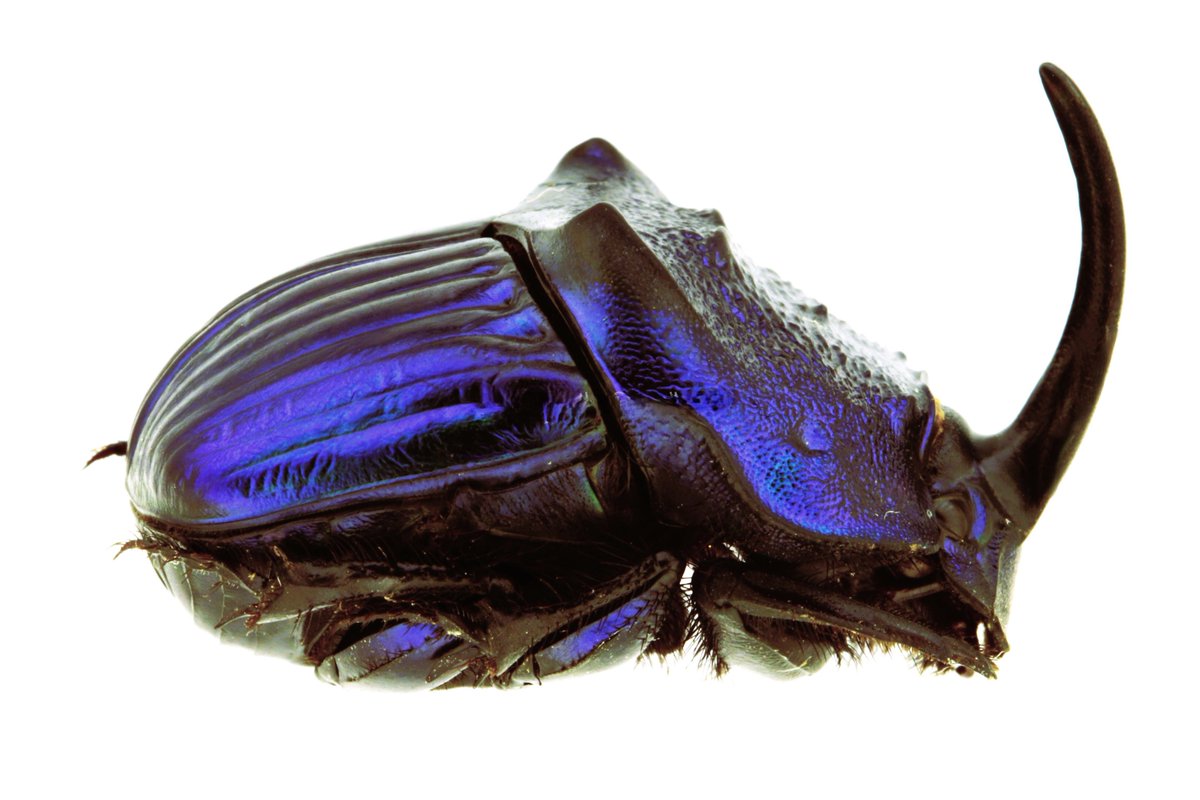 Phanaeus mexicanus Laporte, 1840 🇲🇽 Mexico Blue form, rare