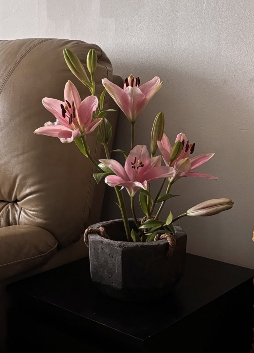 i3Moment's tweet image. Lilies