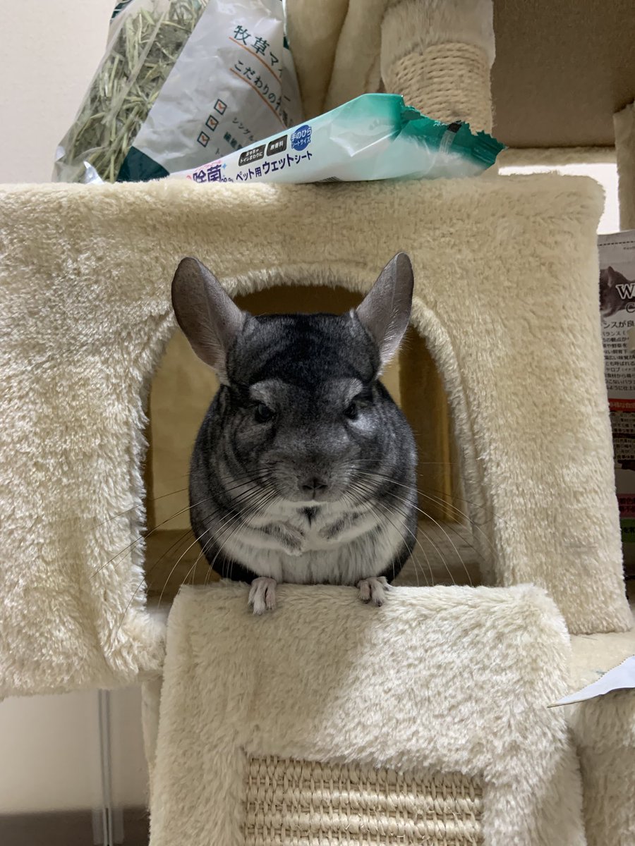 ぽこすけ tweet media