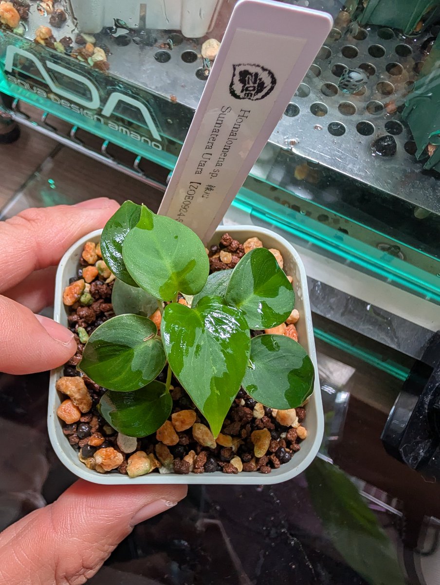 トイ吉さんから購入してもう半年になるけど葉数は増えるが小さいままの