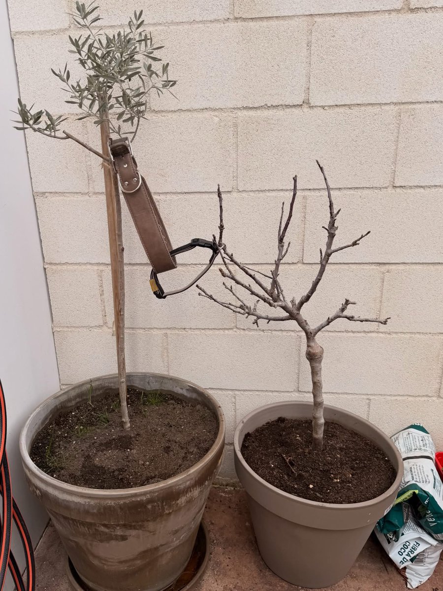 DiloConPerritos's tweet photo. Cuando Sultán cruzó el arcoíris planté un olivo en su honor.
El olivo simboliza resistencia, fortaleza, vida que persiste.
Y eso fue él.

Nació con malformaciones graves y, contra todo pronóstico, salió adelante. Fue pura resiliencia.

Por Xenita he plantado un mini manzano.
Porque ella es, y será siempre, “the apple of my eye”.

Gracias a ella aprendí a mirar el mundo de otra manera.
A aceptar.
A entender.
A soltar cuando tocaba.

La protegí, la cuidé y la quise como a nadie.

Los he plantado juntos.
Con sus collares unidos, como vivieron toda su vida terrenal.

Ahora los tengo así representados.
Y cuando llegue el momento, darán fruto.

Porque la energía no desaparece.
Se transforma. 🌳✨