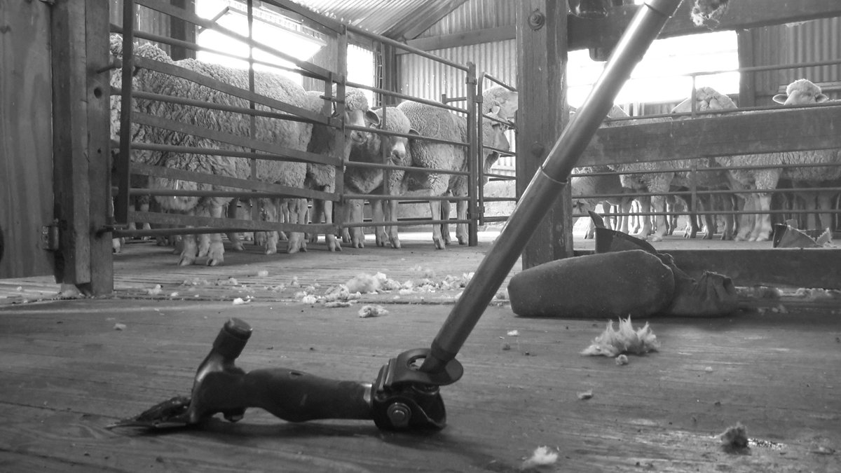 Quality Wool tweet media