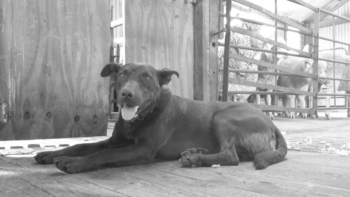 Quality Wool tweet media