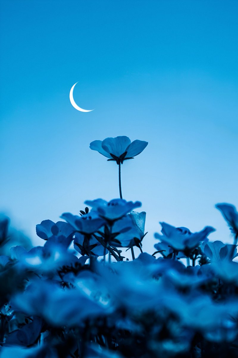 gardenofcolours's tweet image. 