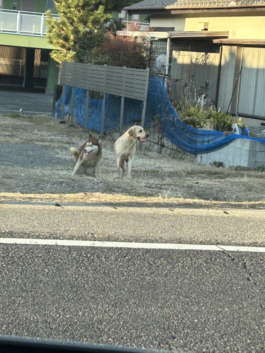 JdTJYE8oHbbiso6's tweet photo. 2026.2.18 7:30頃
愛知県の宇頭駅付近でハスキー？とラブ？が一緒にいるのを見かけました。
迷子情報はあがってなさそうでしたので…
飼い犬なのか不明です。 https://t.co/gEvlkQRmep
