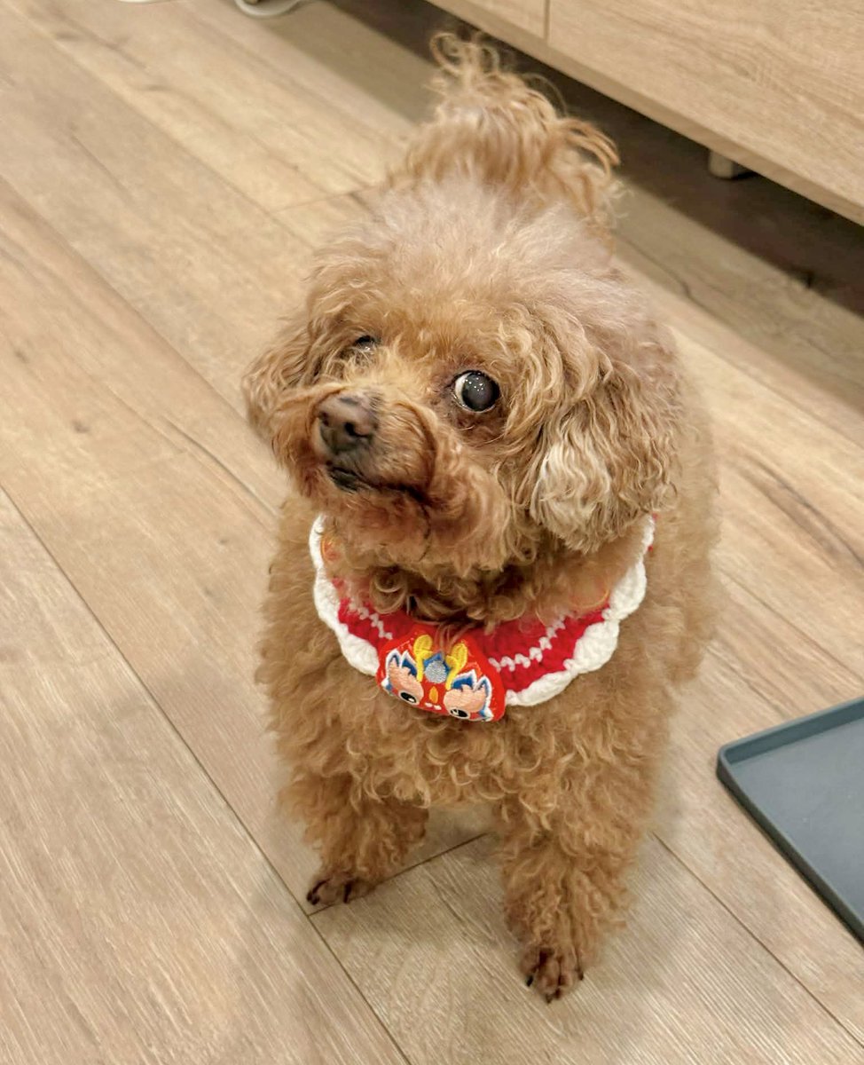 大便小多利꒰ᐡ. .̫ .ᐡ꒱ tweet media