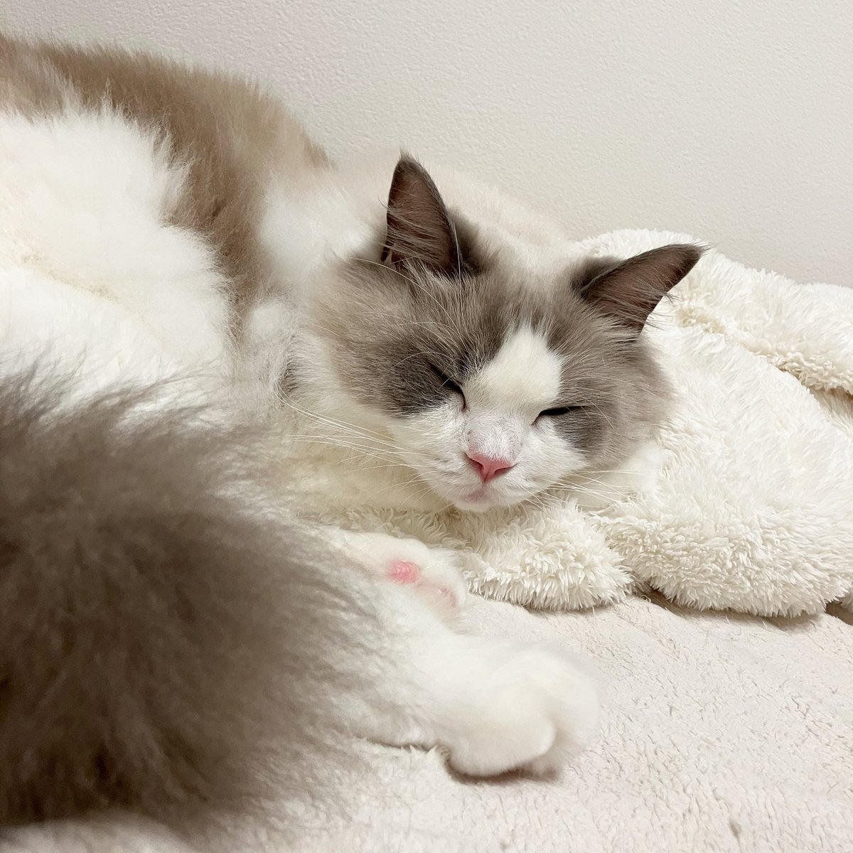 わたあめ (@wataamedetyuyo) / Posts / X