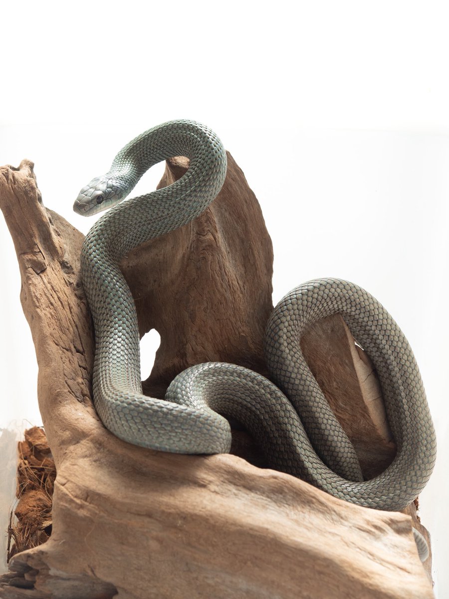 Aidil_herptiles's tweet photo. https://t.co/5an5U8bPpl