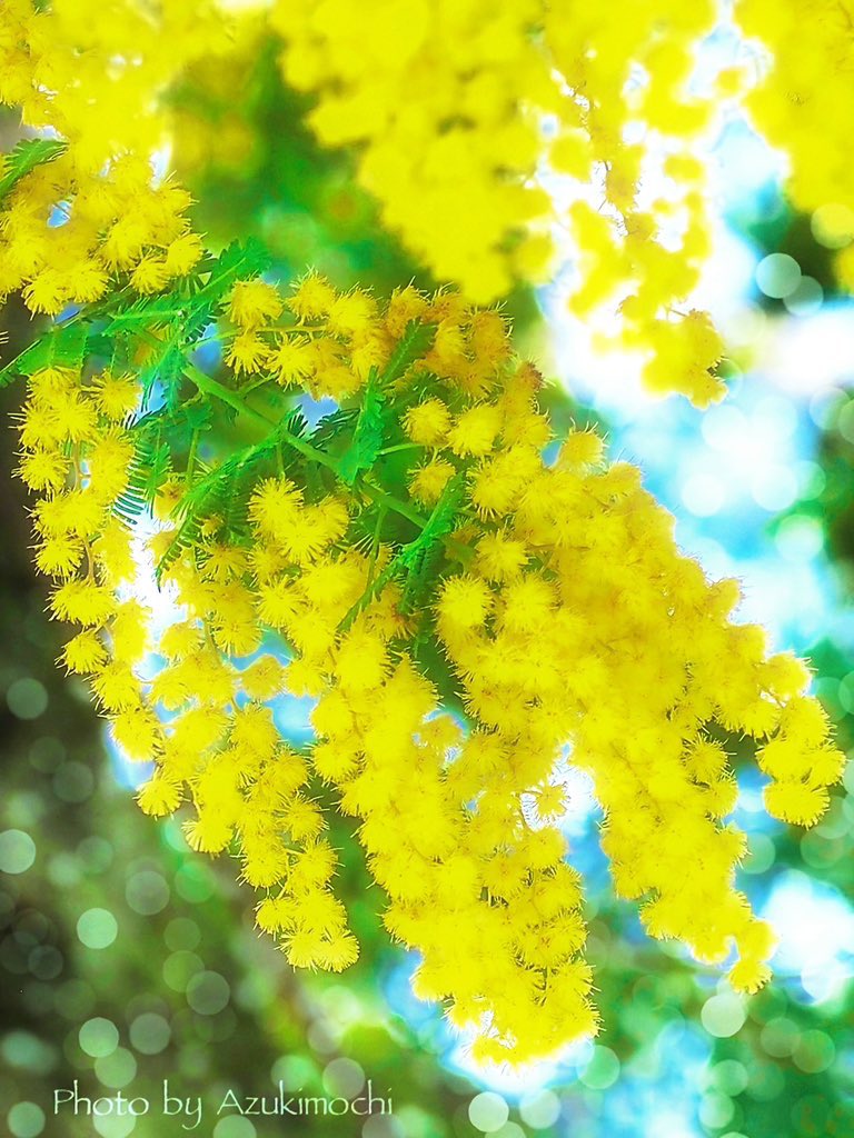 RT @azukimochi_3rd: ミモザ💛