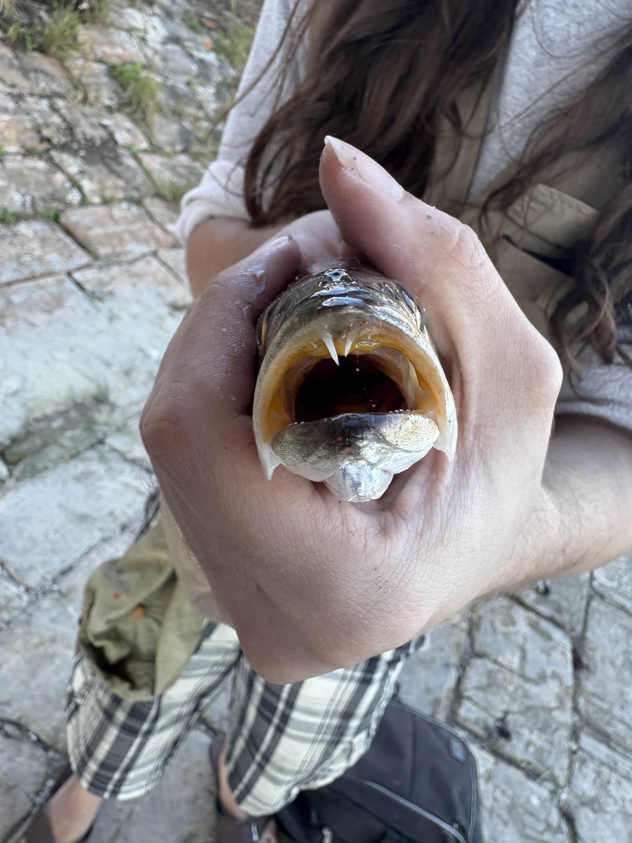 ⚓️𝔖𝔠𝔯𝔦𝔟𝔟𝔩𝔦𝔫𝔤 ℭ𝔥𝔦𝔪𝔭 (sea swine)⚓️ tweet media