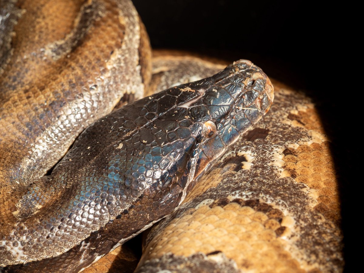 Aidil_herptiles's tweet photo. クソしたらよく動く https://t.co/O3yFj3BwC8
