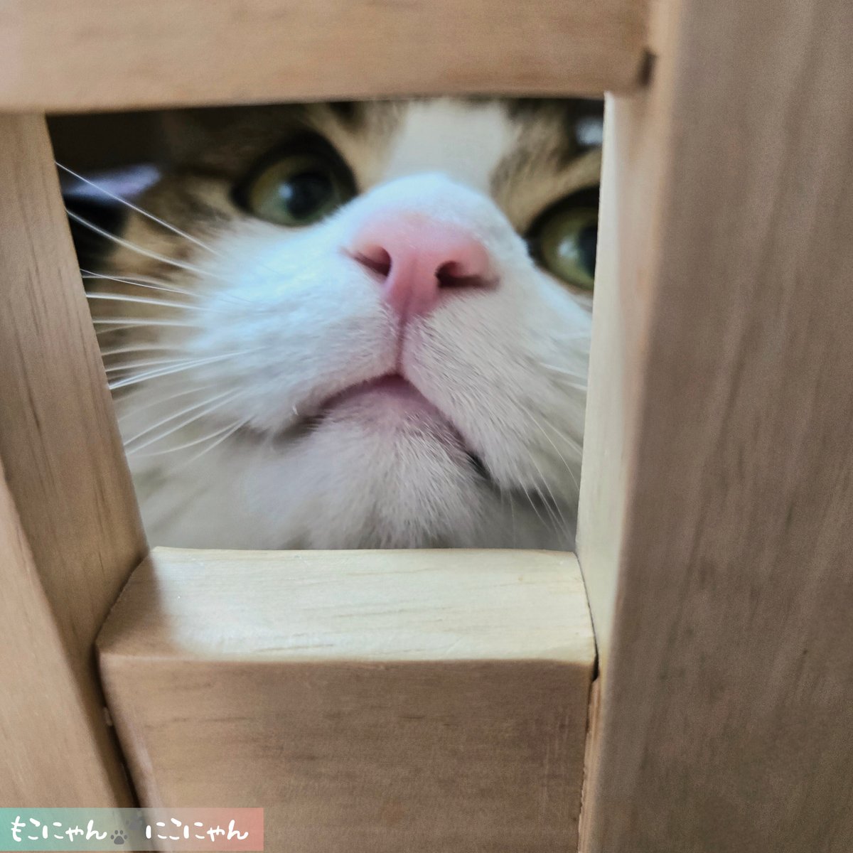 RT @neconyanmoco1O8: にこにこにゃ₍^..^₎ﾆｬ♡