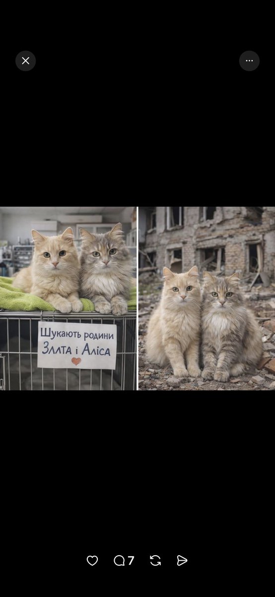 Дніпро!Дві ніжні Злата і Аліса були евакуйовані з пекла.Дуже хочеться знайти їм одну родину на двох,щоб не розлучати
Дівчата молоді, стерилізовані, оброблені від паразитів. Мають негативні тести на лейкоз та імунодефіцит. 
096 237 5353