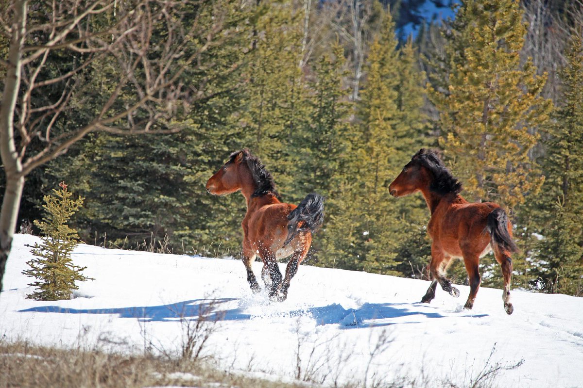 Canadian Wildlife Federation tweet media