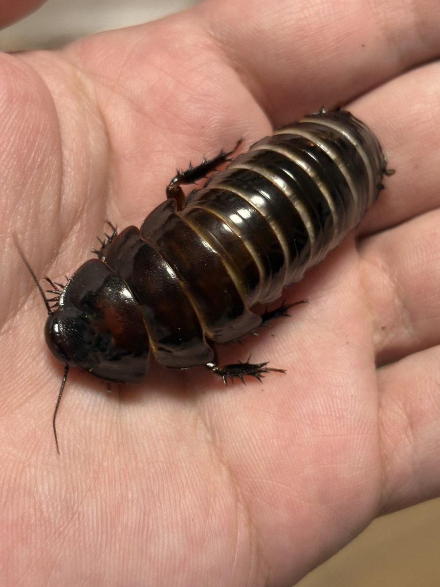 ヨロイモグラゴキブリ Macropanesthia rhinoceros とてもよく膨らんで