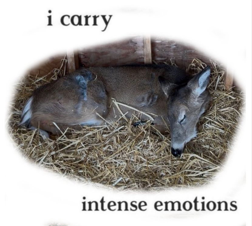 transgendeer (@ciervatonta) on Twitter photo 