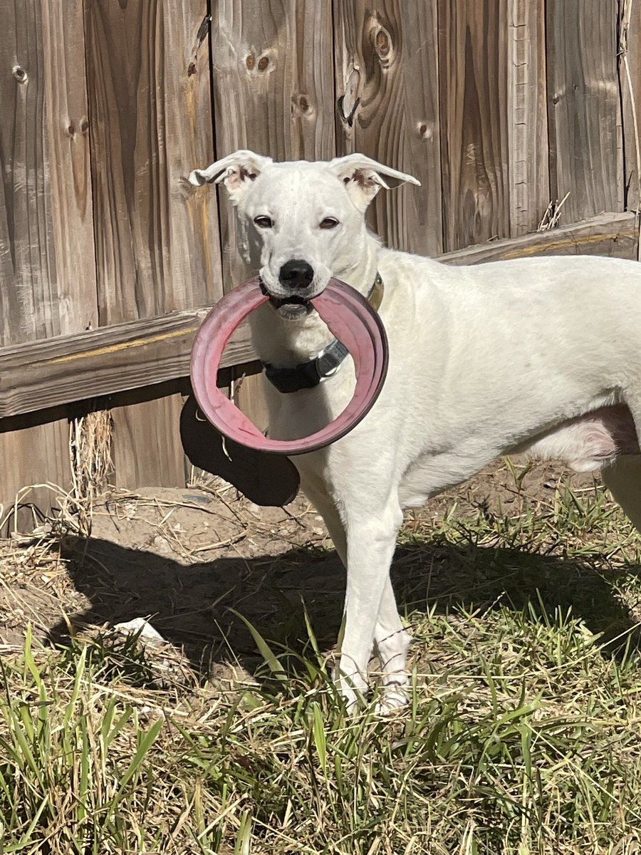 PRoyalAuthor's tweet photo. @AlyssaMatesic Meet Snowball, my mail-slaying writing assistant, posing with his almost-a-donut frisbee. https://t.co/u6YNblEduo