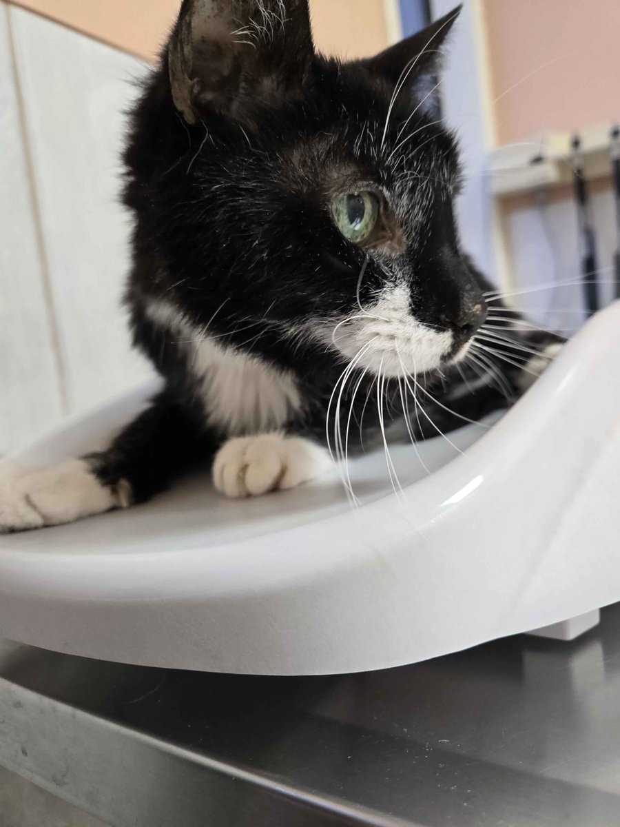 AuriEllis (Ursula on NoPixel/Prodigy)🏳️🌈 tweet media