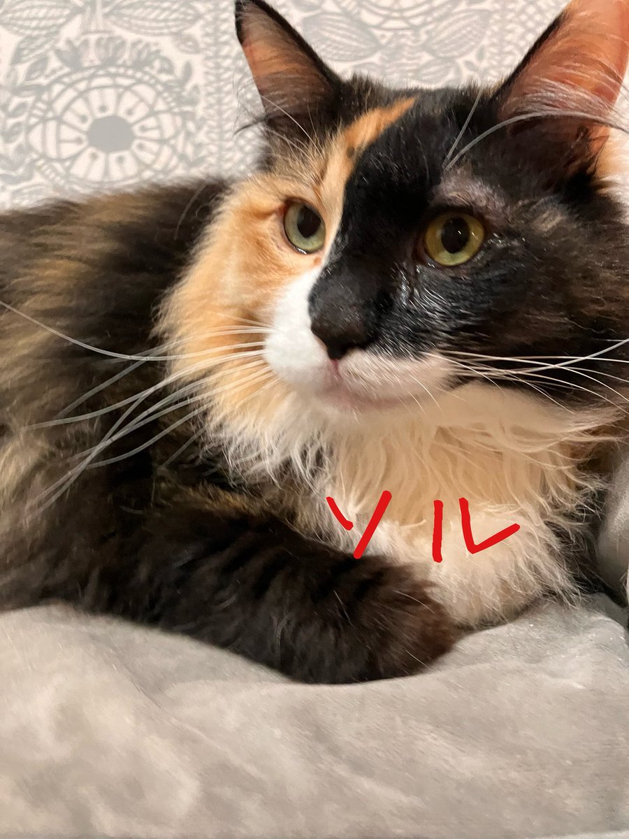 非営利型 一般社団法人 ねこたまご (@nekotamago_) / Posts / X