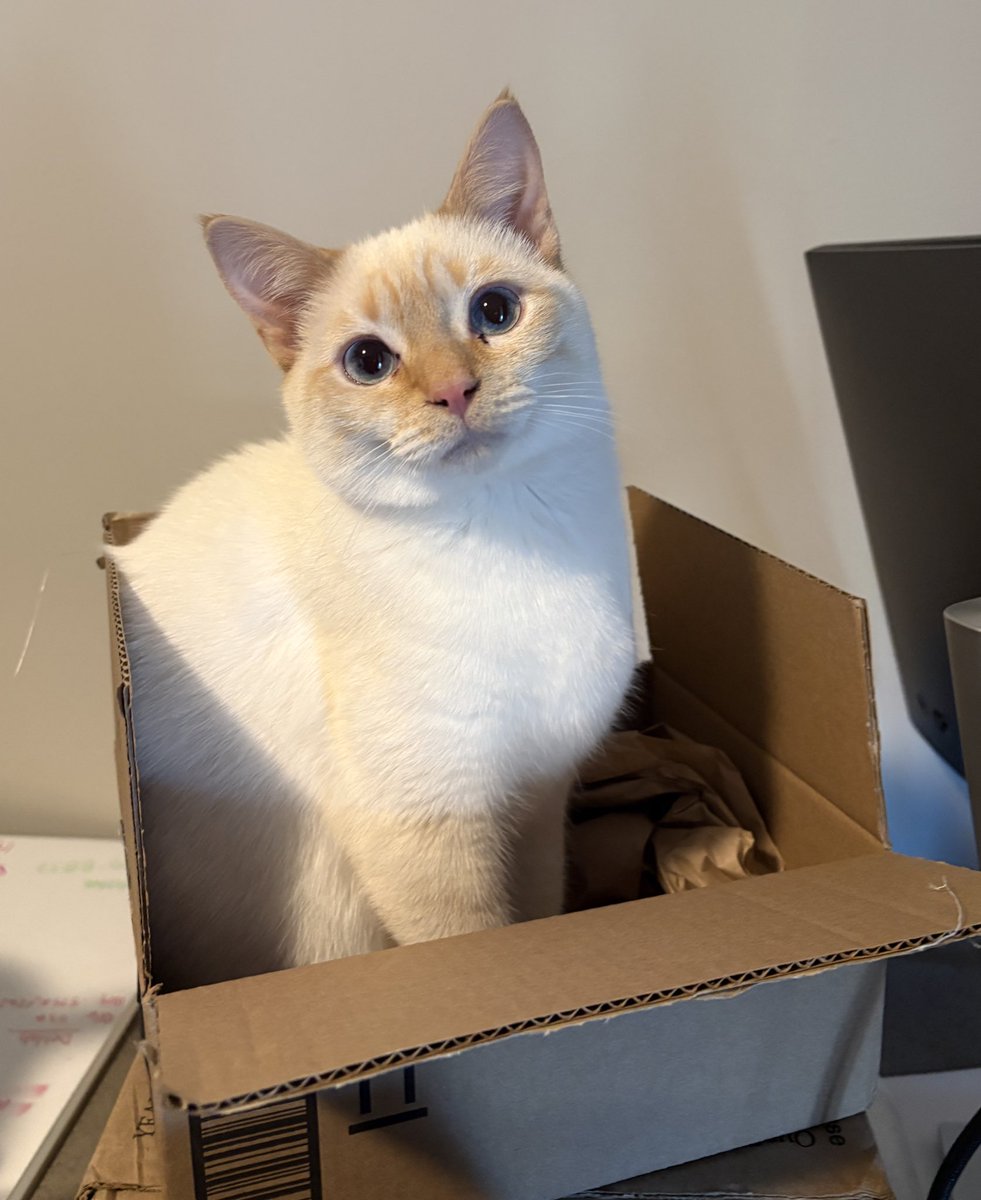 phil and rufus (party hat and party favor) tweet media