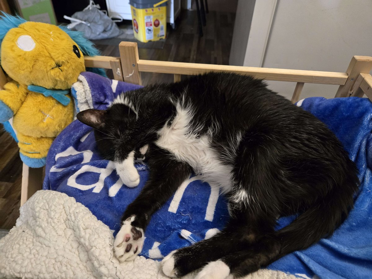 AuriEllis (Ursula on NoPixel/Prodigy)🏳️🌈 tweet media