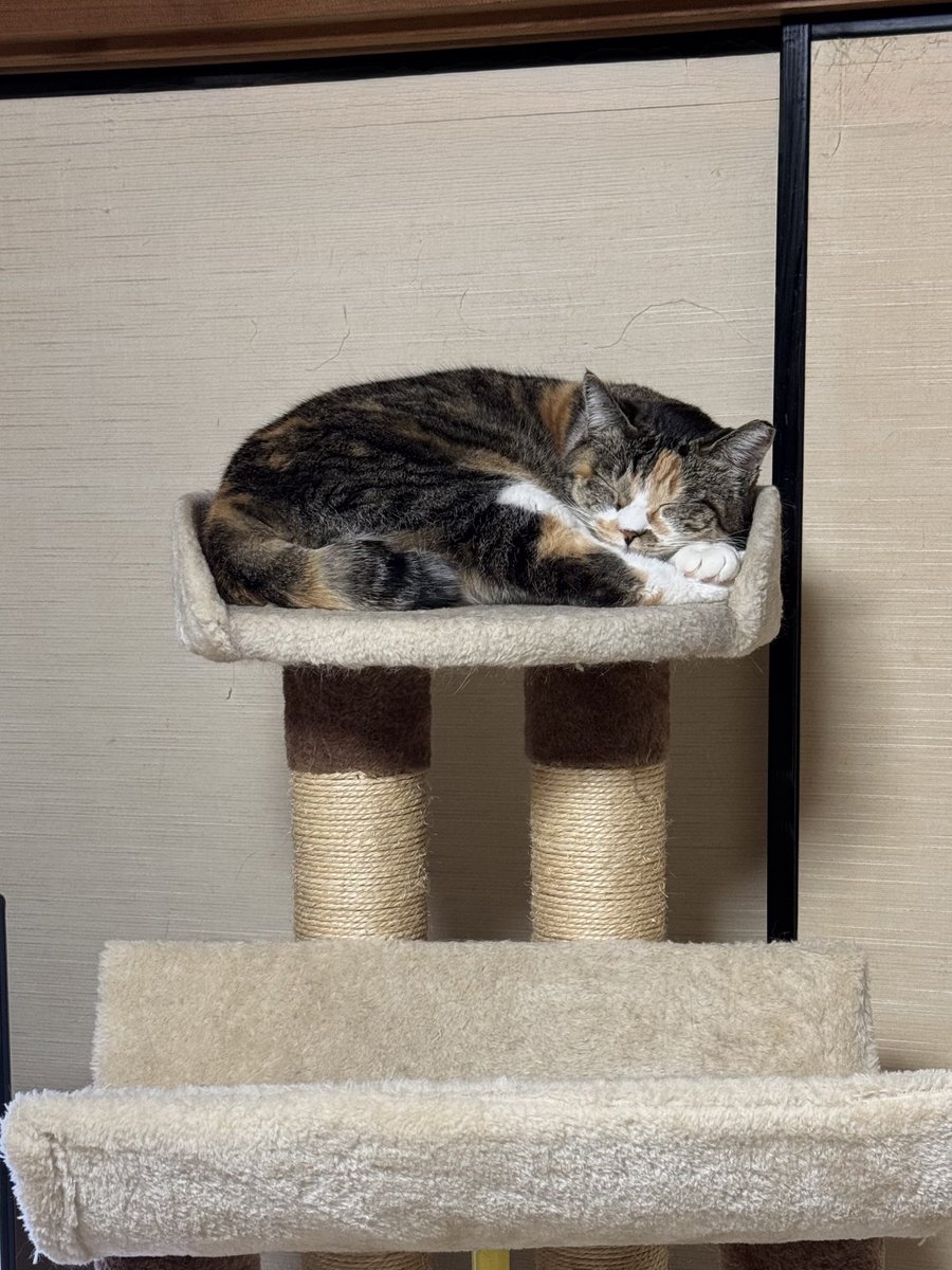 🌸花🌸 #x #ねこのいる暮らし #ねこ好きさんと繋がりたい #ねこ #cats