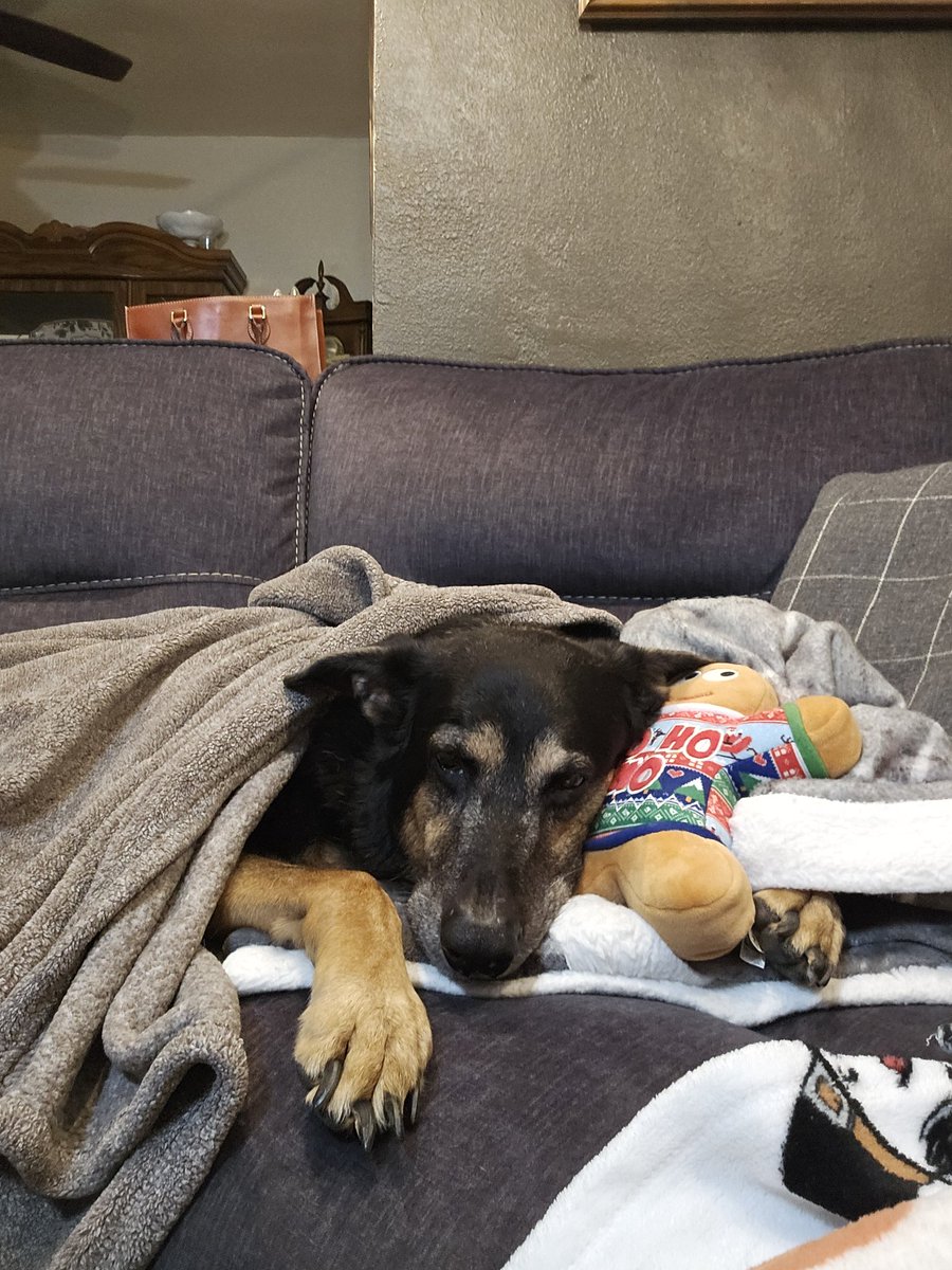 PaulaD 🇺🇸👑🦮 tweet media